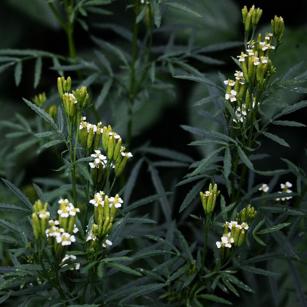 
                      
                        MARIGOLD (TAGETES) | Essential Oil
                      
                    