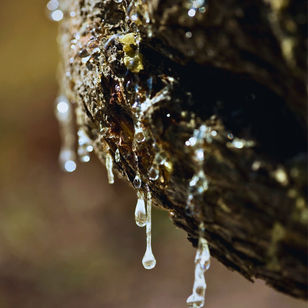 
                      
                        close up of mastic resin dripping from tree bark
                      
                    