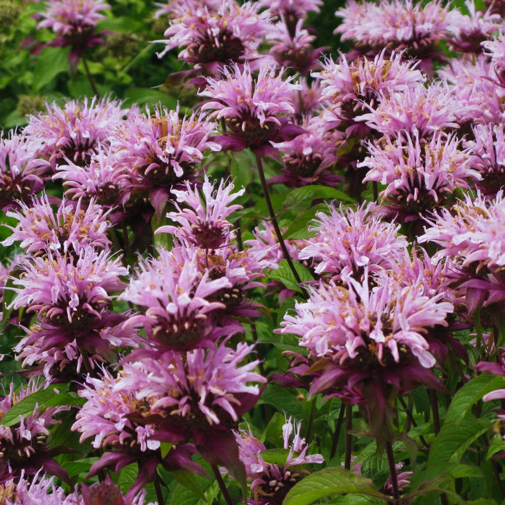 pink bee balm in a garden