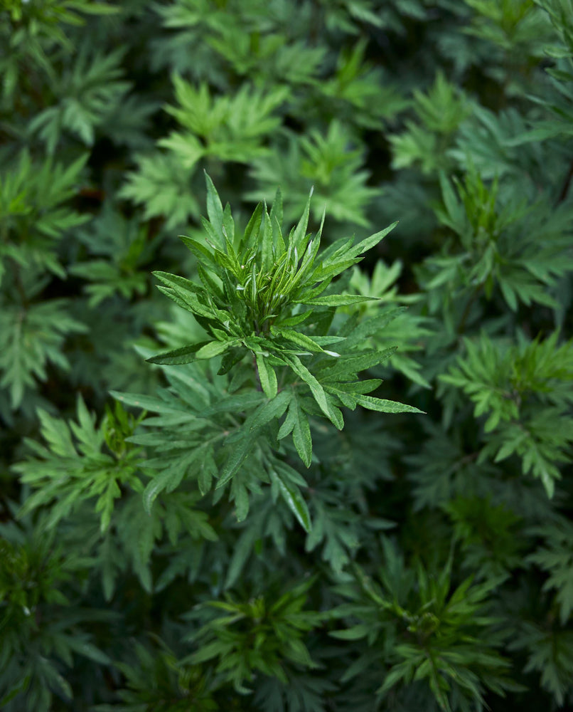 black 5ml bottle of mugwort essential oil seen from an overhead angle surrounded by dried stems of mugwort. 