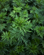 overhead close up of mugwort plant 