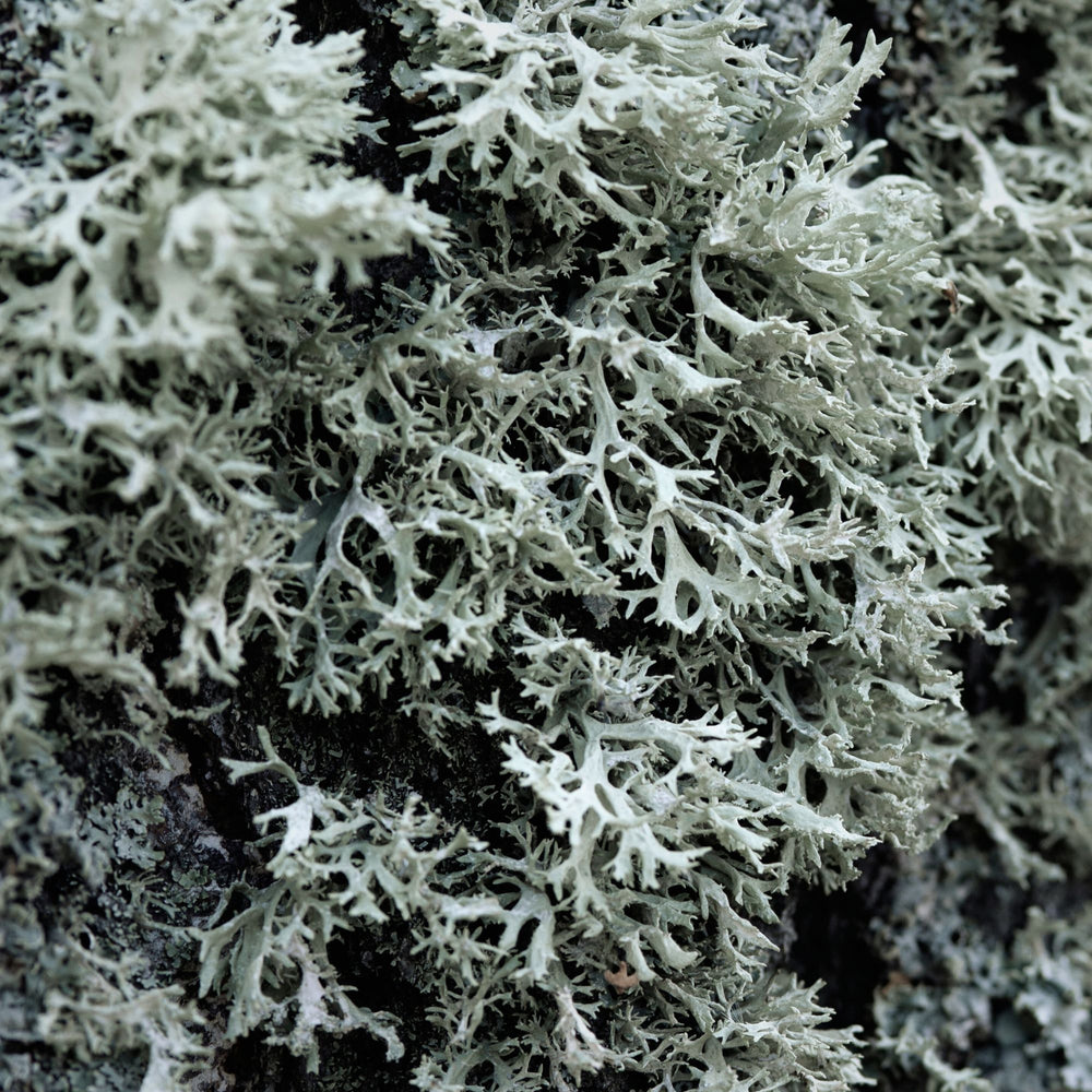 
                      
                        close up of oakmoss
                      
                    