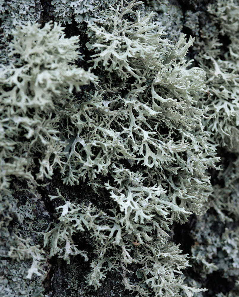 close up of oakmoss