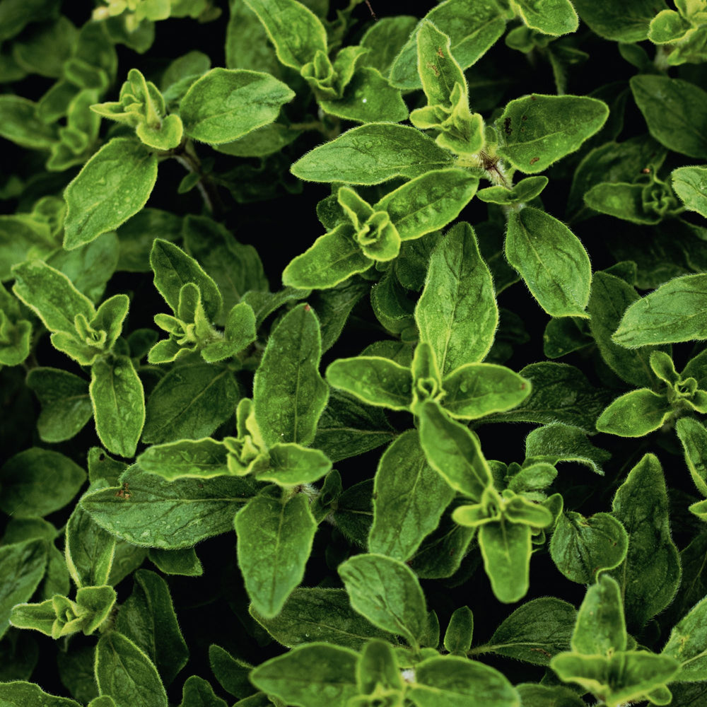 
                      
                        close up of oregano leaves
                      
                    