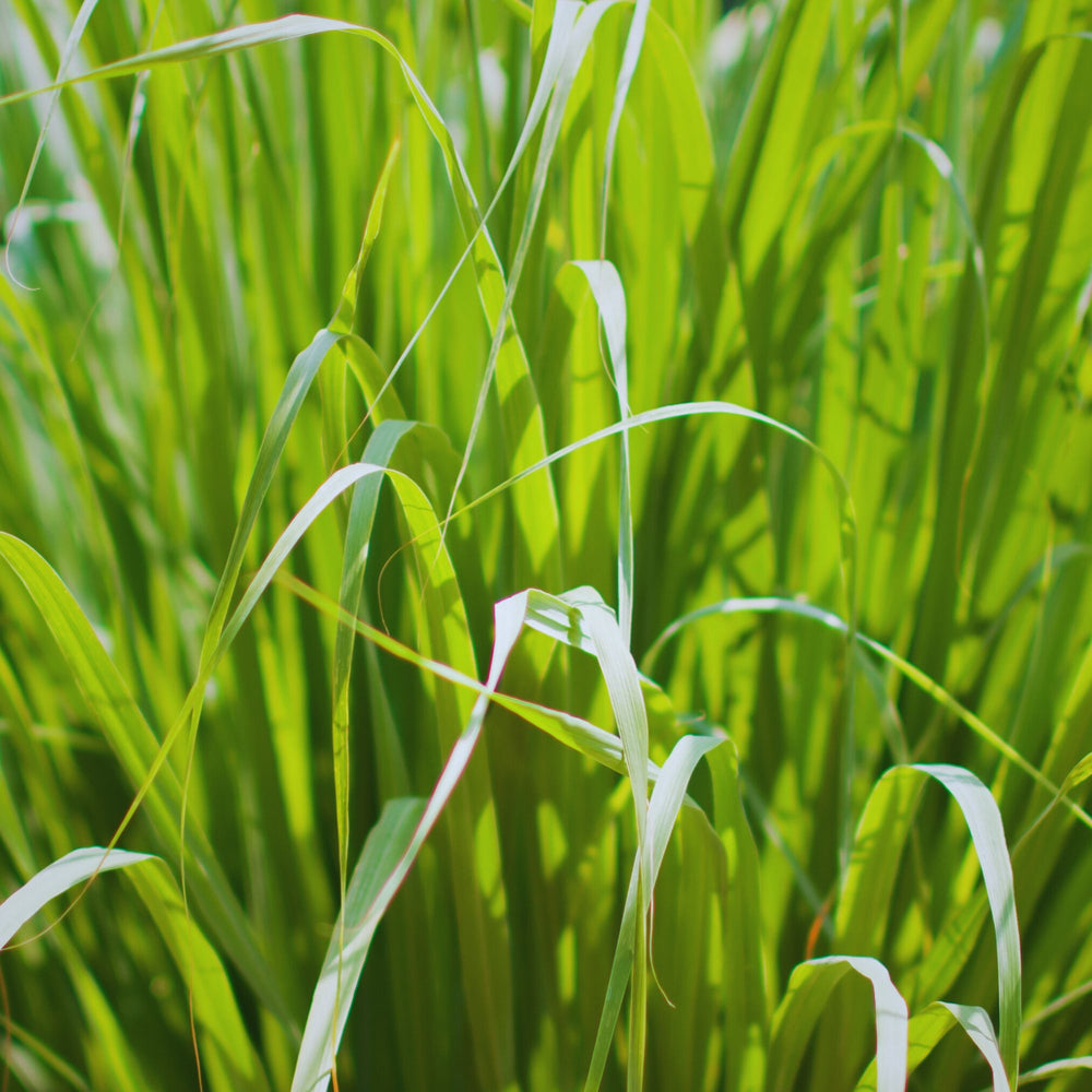 close up of palma rosa grass