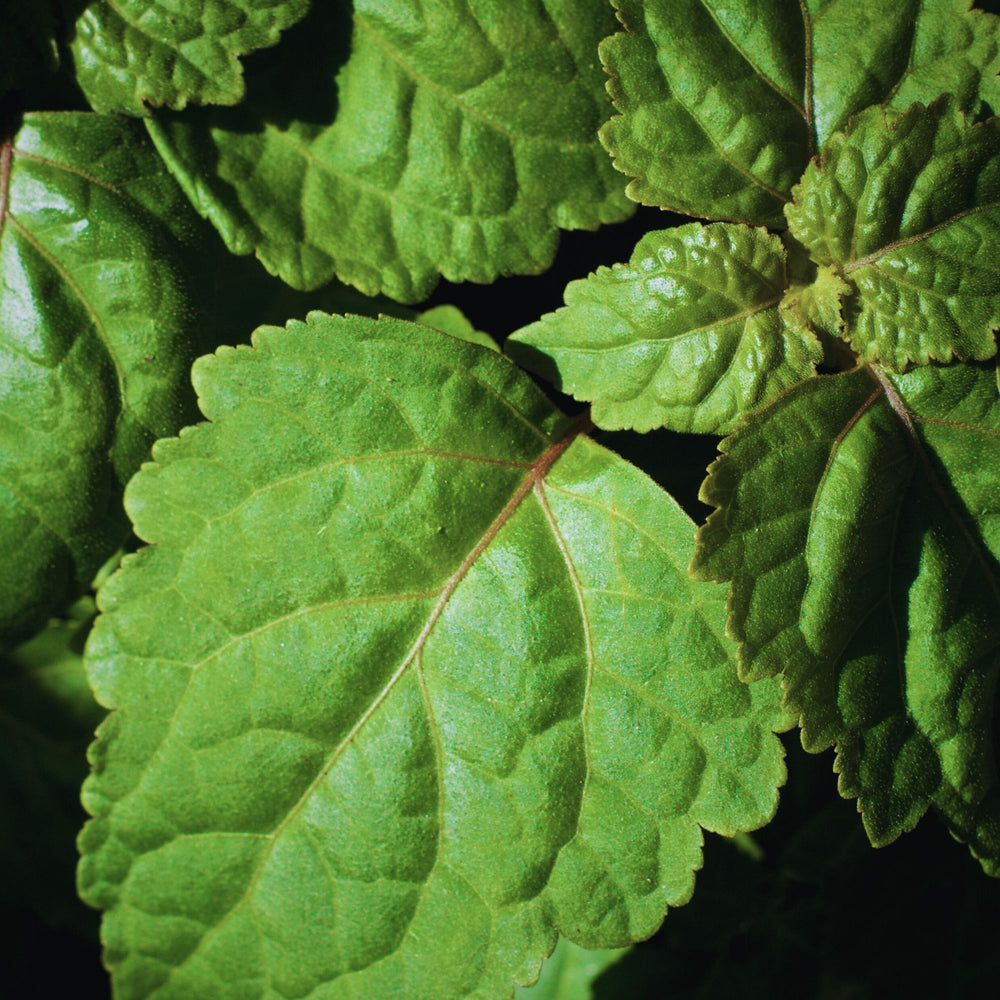 close up of patchouli leaves