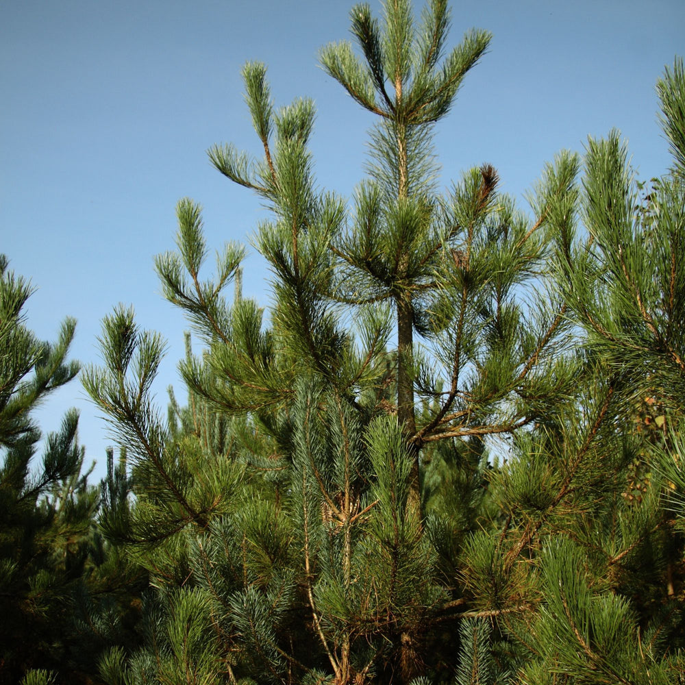 top of a pine tree against a blue sky