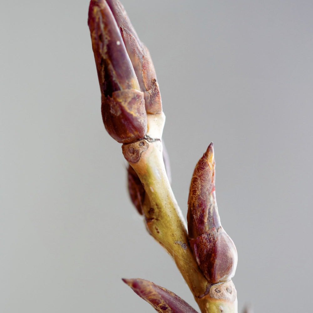 extreme close up of a single poplar bud