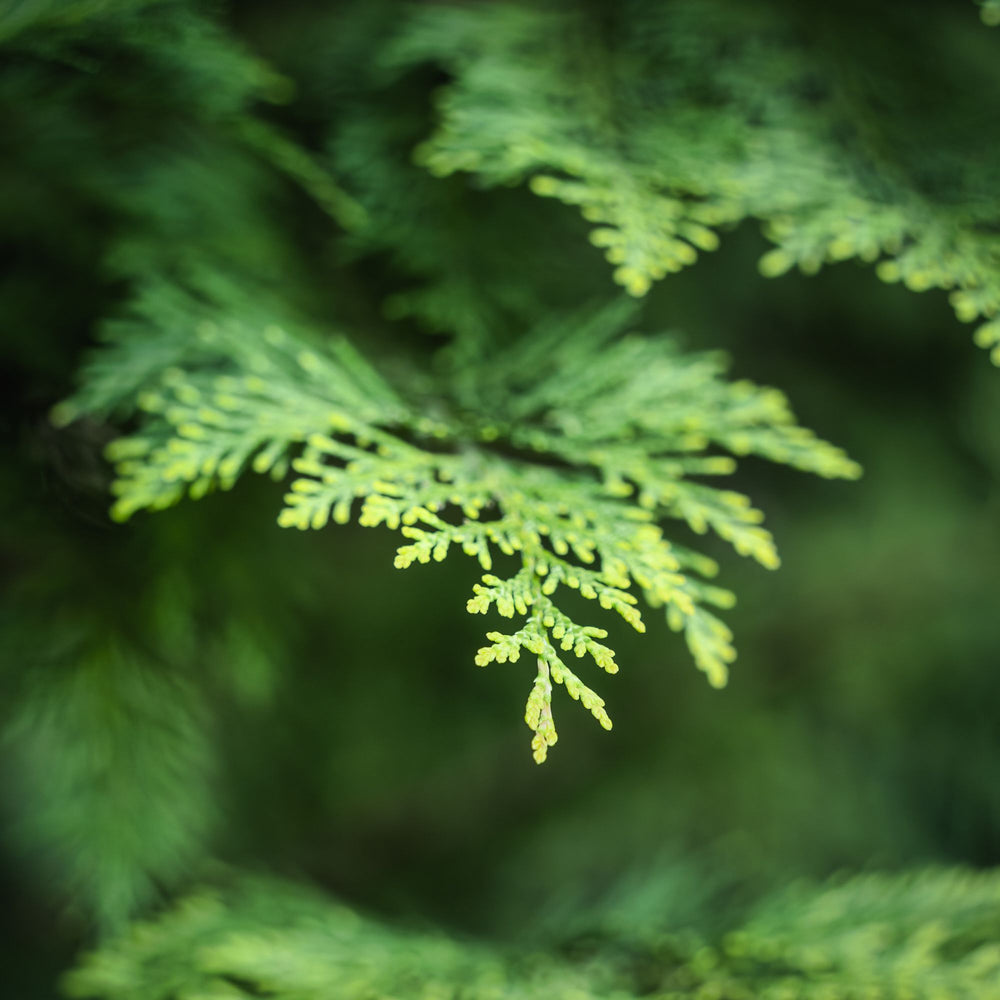 close up of Port Orford cedar leaves