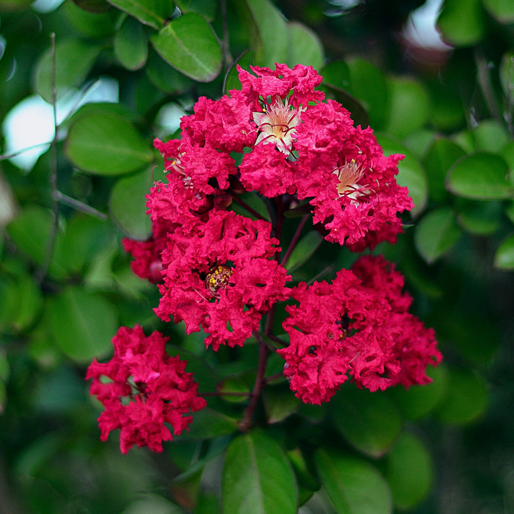 close up of red myrtle flowers