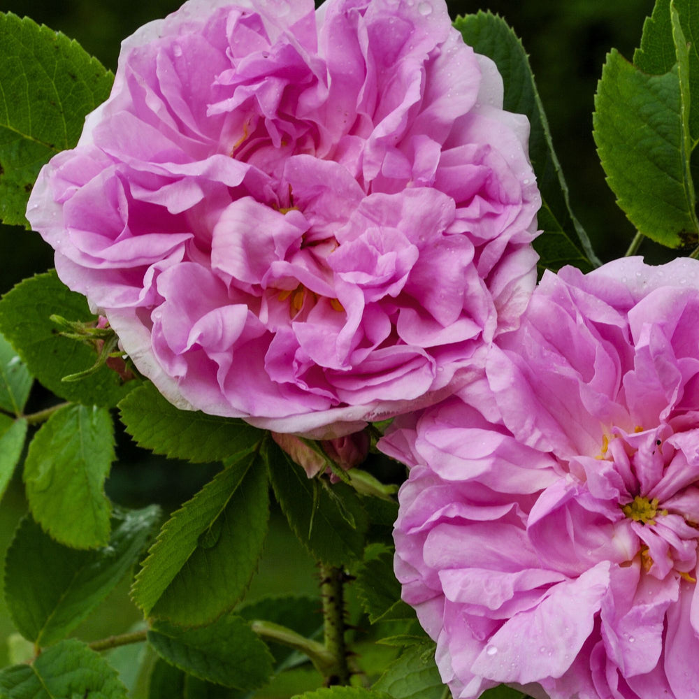 close up of two damascus roses