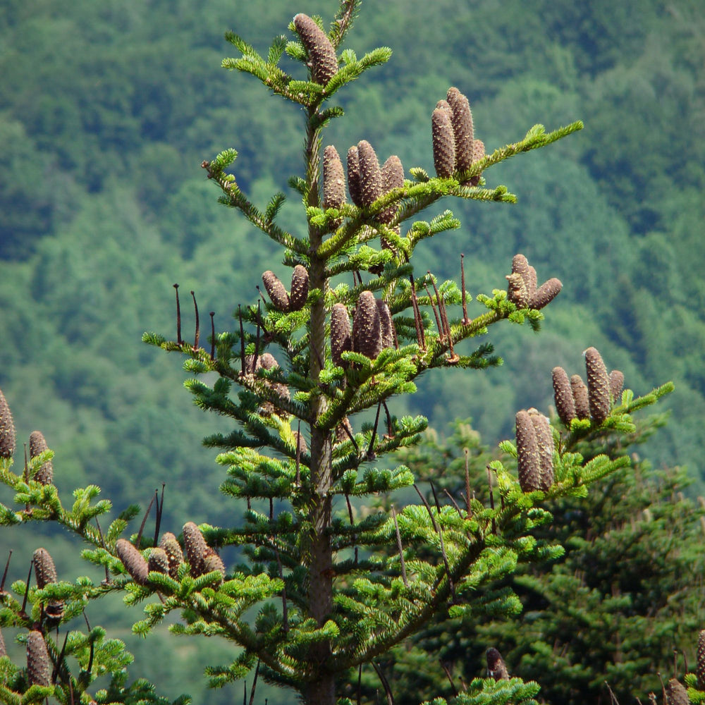 
                      
                        top of a towering silver fir tree
                      
                    