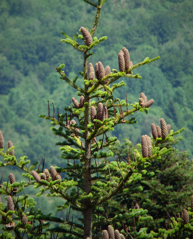 top of a towering silver fir tree