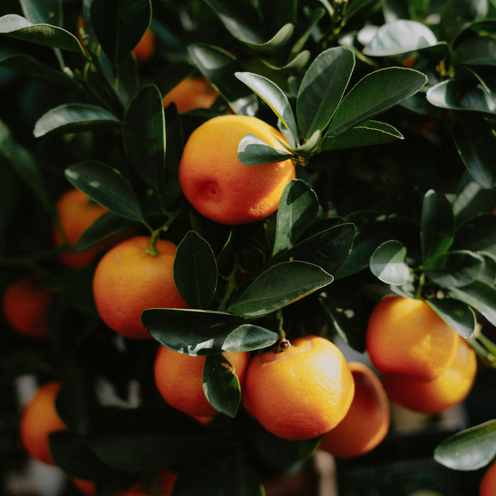 a cluster of sweet oranges and their vibrant green waxy leaves on a tree