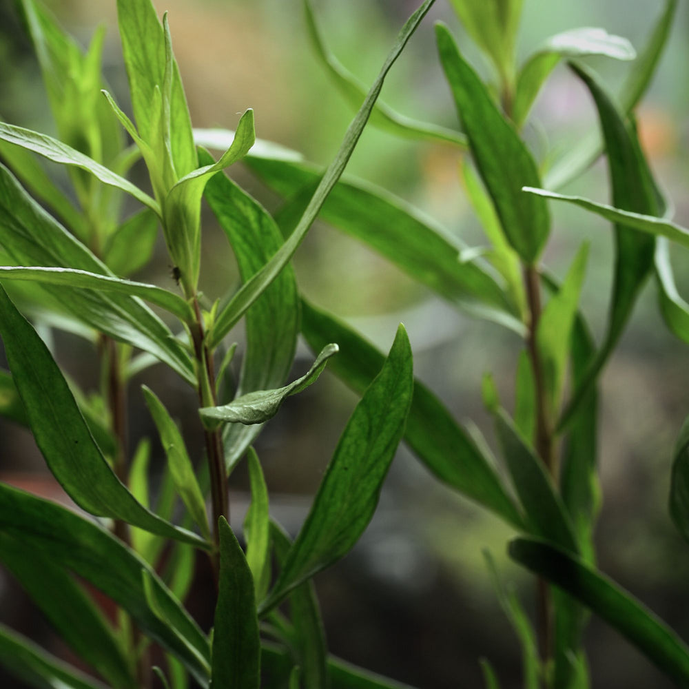 
                      
                        Close up of tarragon leaves in naturalistic setting
                      
                    