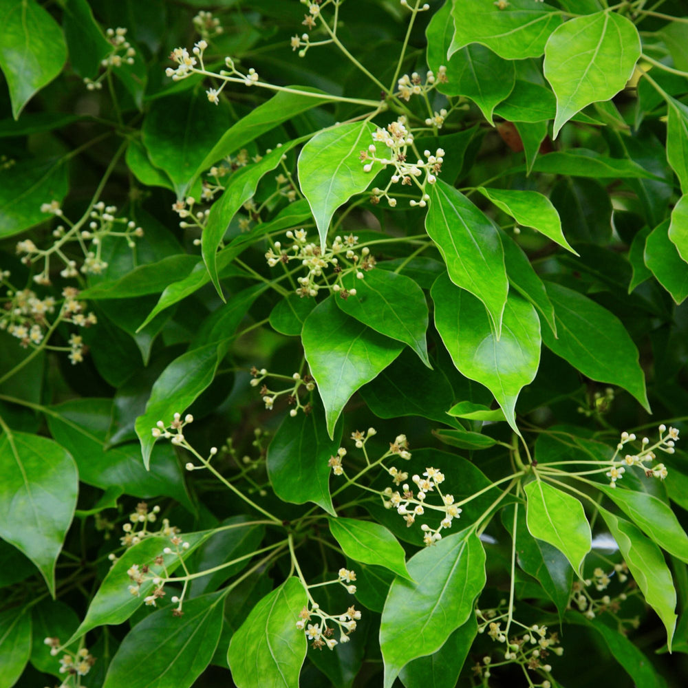 Close up of the leaves and flowers of the Cinnamomum camphora plant