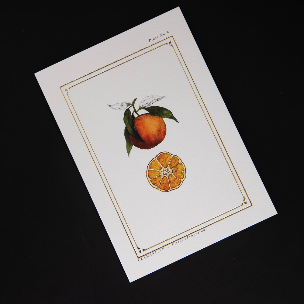 white greeting card featuring a botanical illustration of a clementine and gold foil border, seen from overhead on a black background