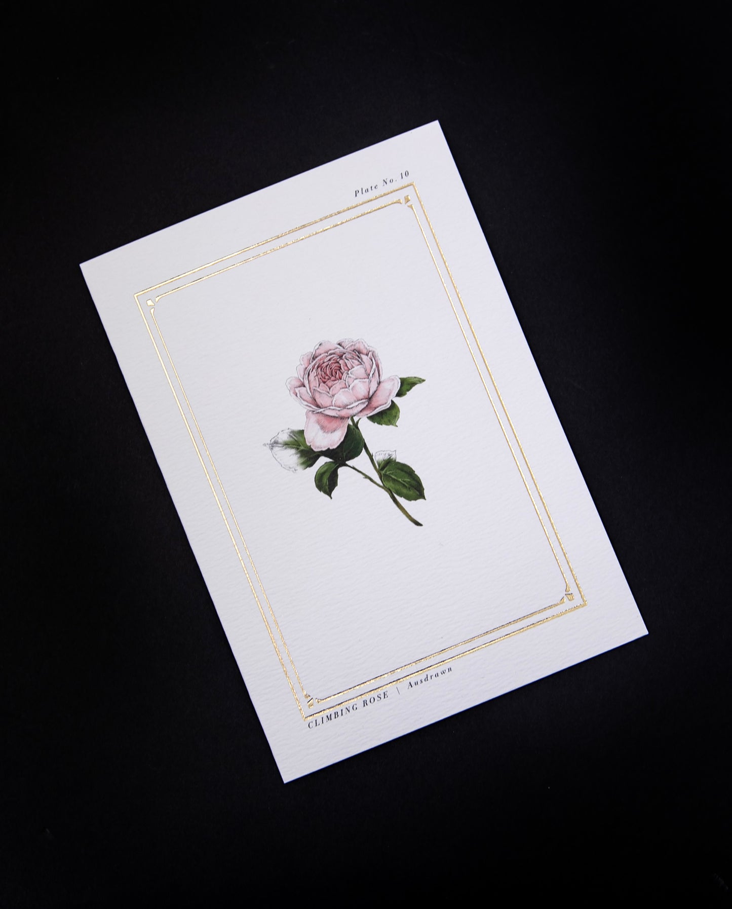 white greeting card with illustration of rose and gilded border