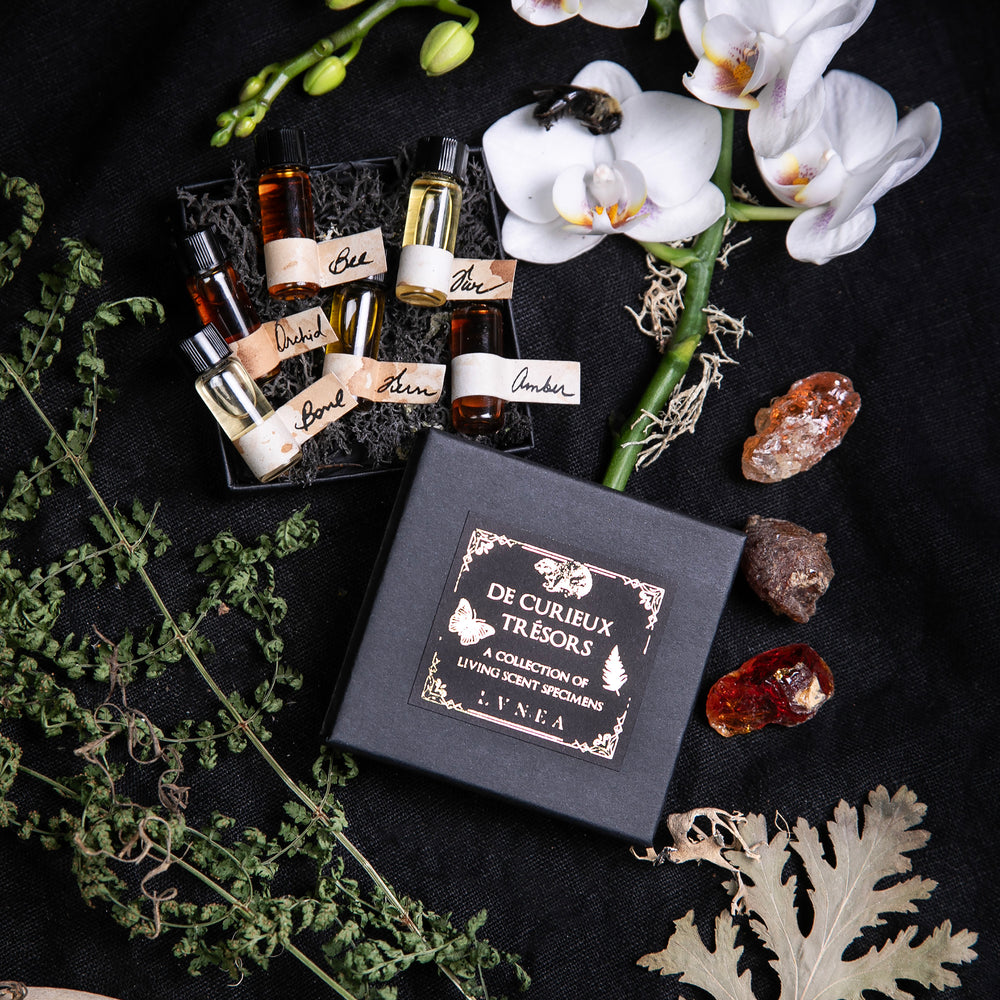 
                      
                        open box containing LVNEA's "Curieux Tresors" mini fragrance vial set, sitting against a black background, surrounded by curiosities from the natural world.
                      
                    