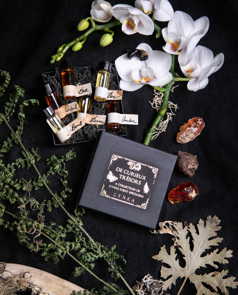 six glass vials in an antique wooden vial holder, each filled with natural materials representing a different olfactory specimen in the "curieux tresors" collection