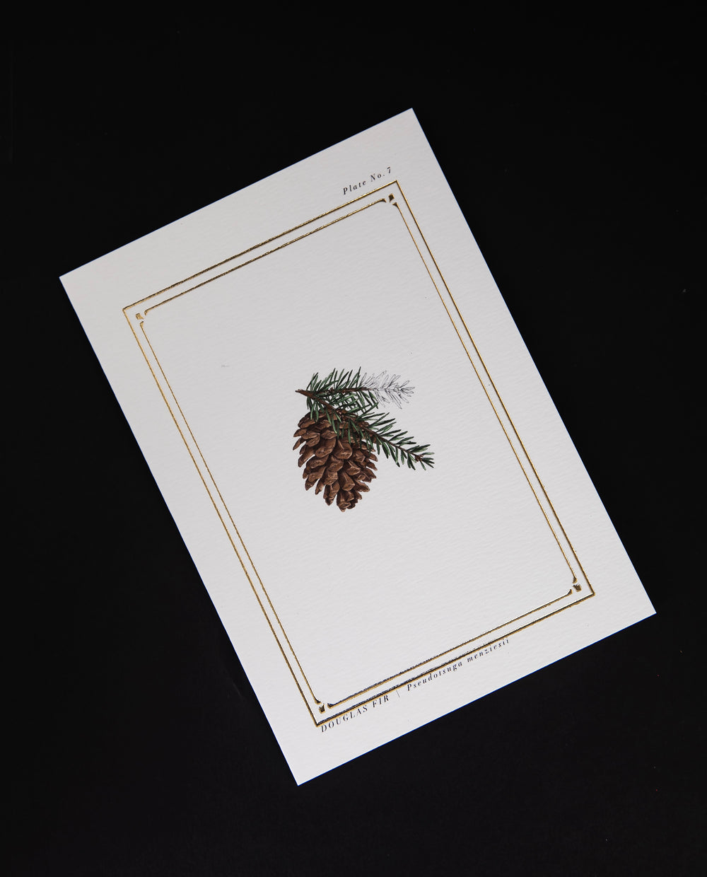 white greeting card featuring a botanical illustration of a douglas fir pinecone and gold foil border, seen from overhead on a black background