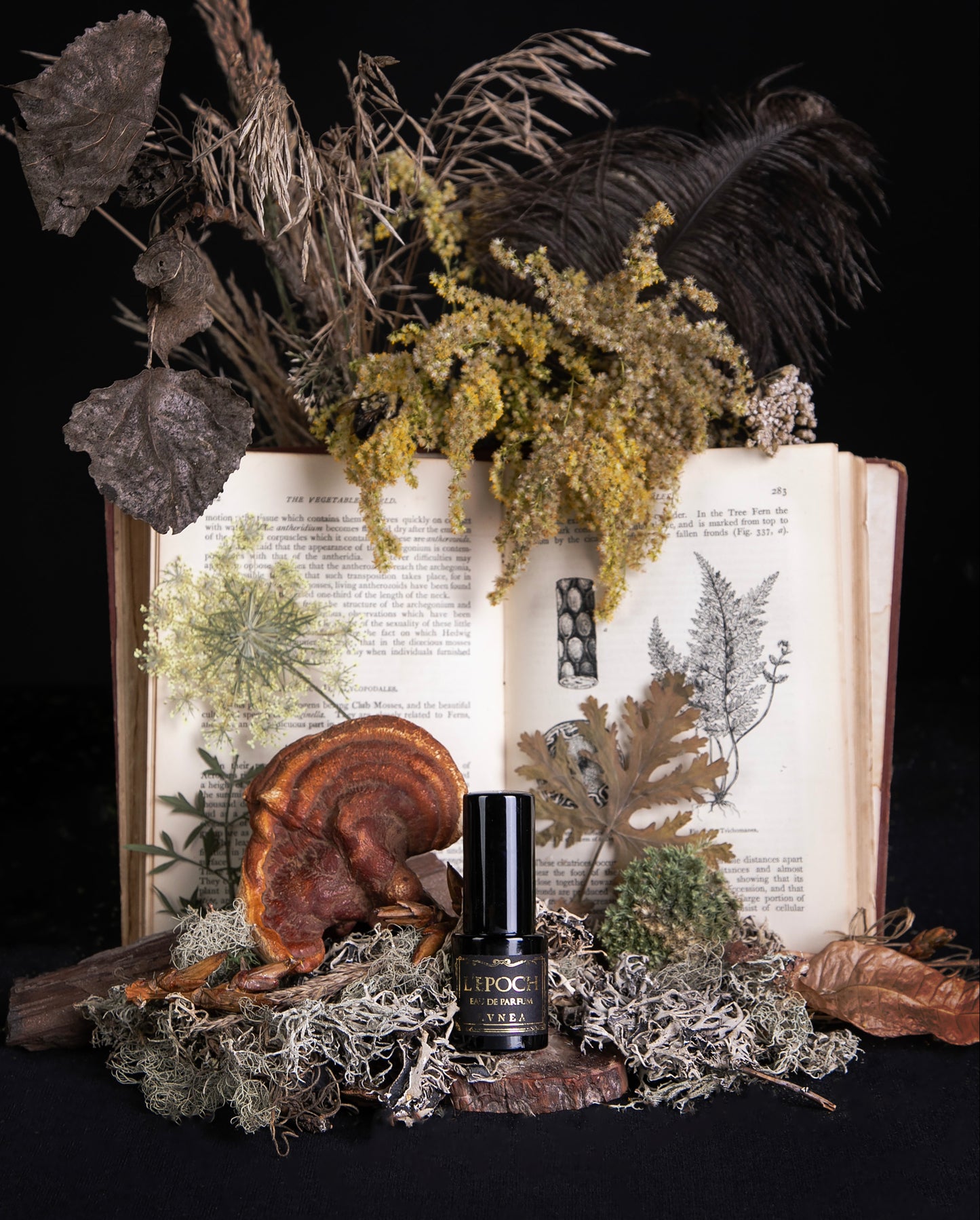 LVNEA's eau de parfum "Epoch", against a background of an old book, dried botanicals, and feathers.