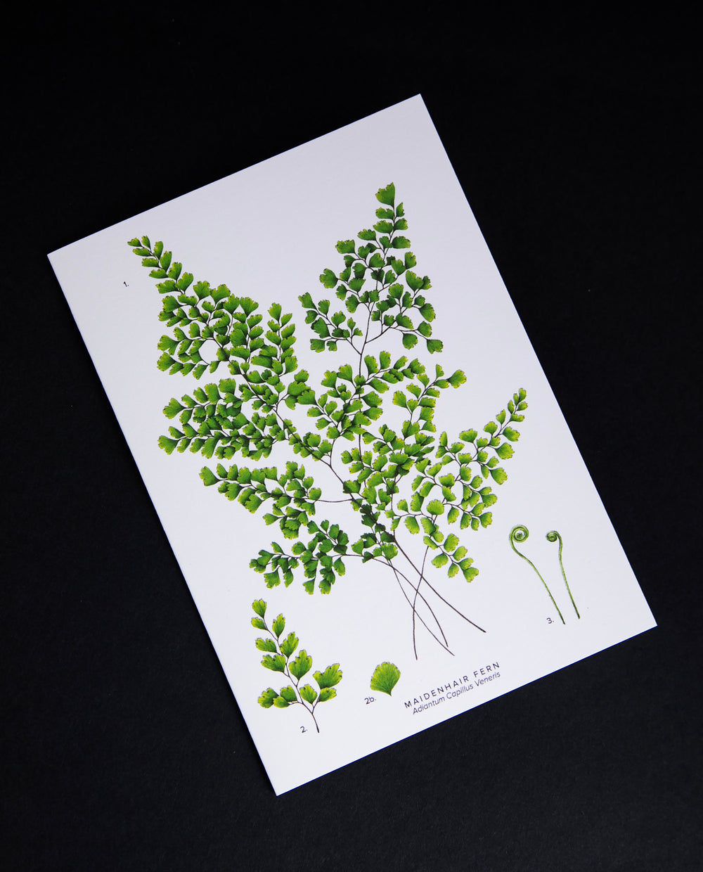 Cream-coloured card with illustration of maidenhair fern