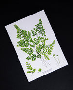 Maidenhair Fern Greeting Card | CATHERINE LEWIS DESIGN