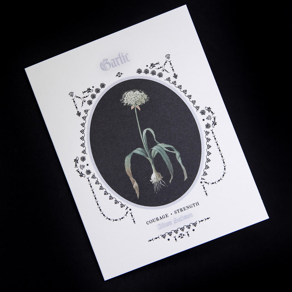 greeting card with vintage inspired botanical illustration of garlic