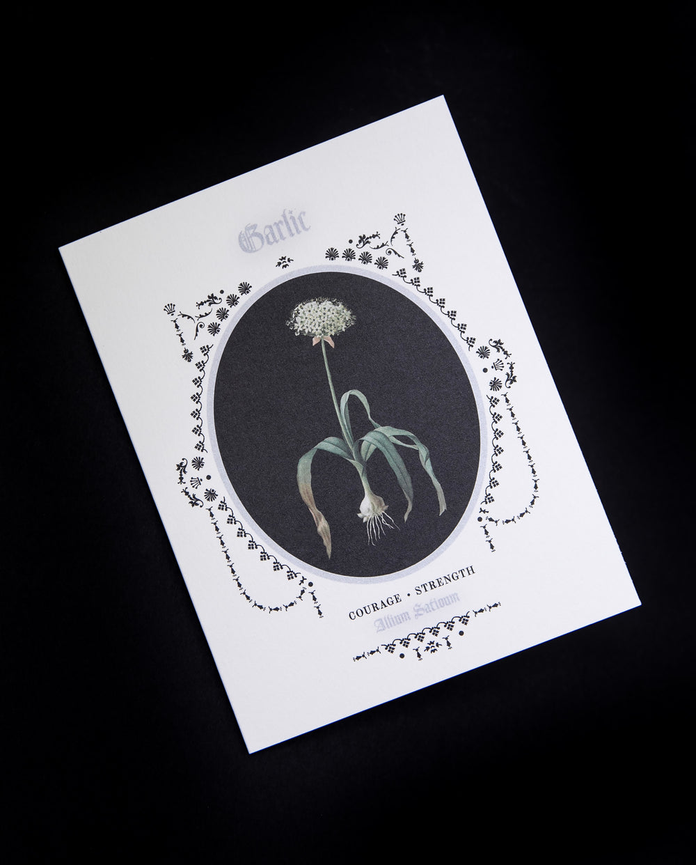 greeting card with vintage inspired botanical illustration of garlic