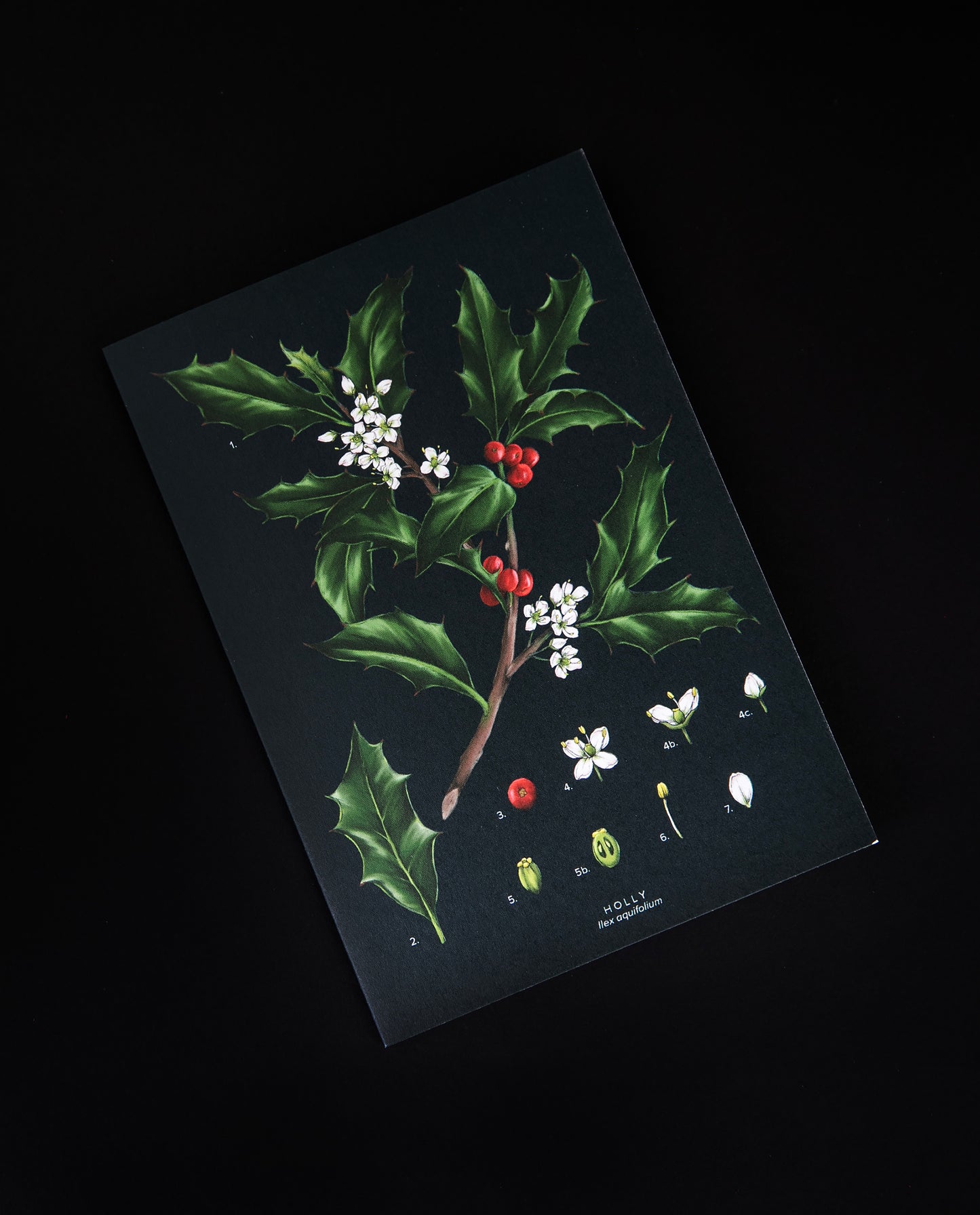  Carte de souhaits "Holly" | CATHERINE LEWIS DESIGN