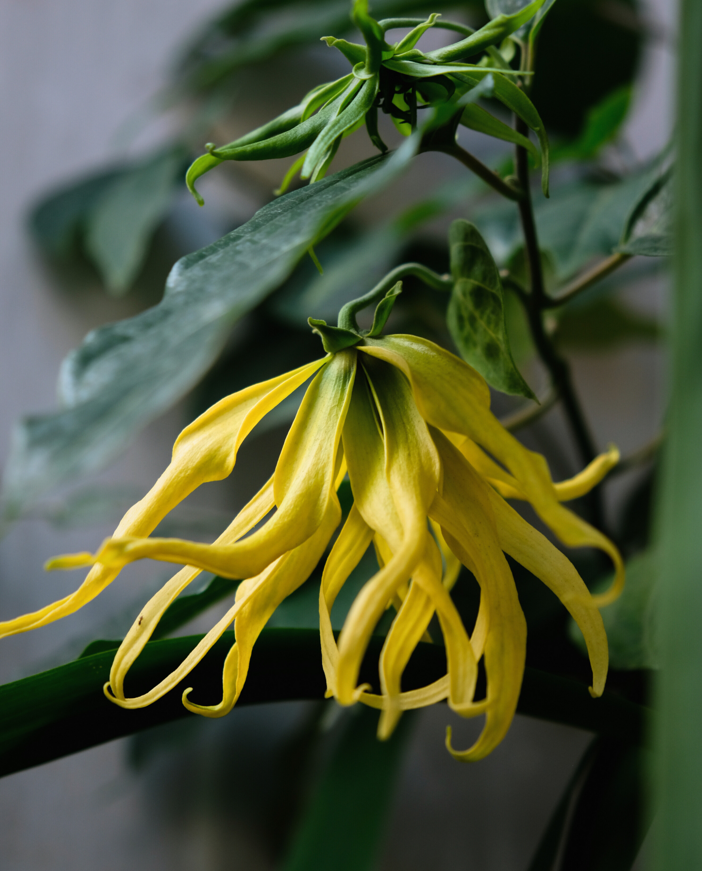 close up of yellow ylang ylang flower