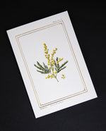 Mimosa Greeting Card | CATHERINE LEWIS DESIGN