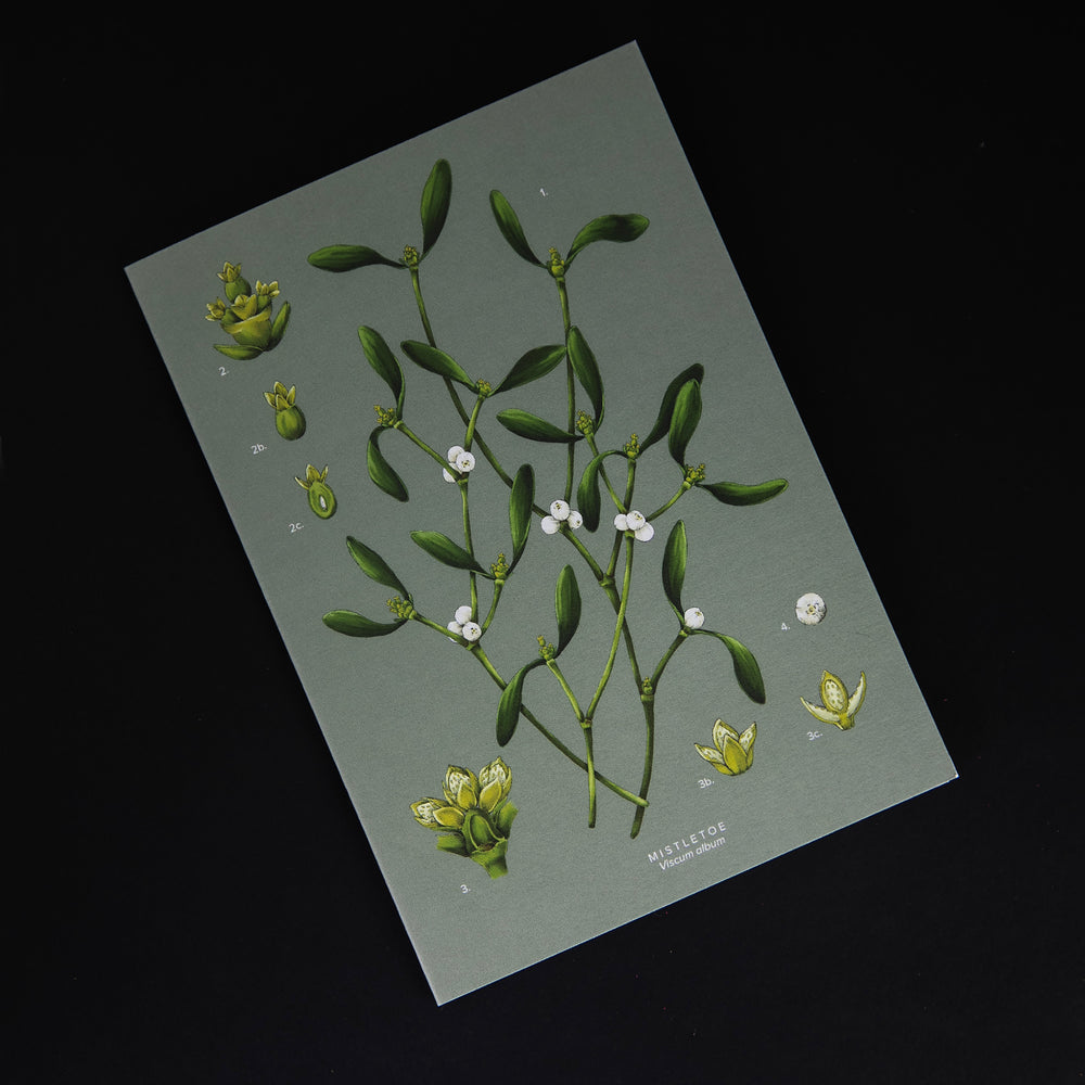  Carte de souhaits "Mistletoe" | CATHERINE LEWIS DESIGN