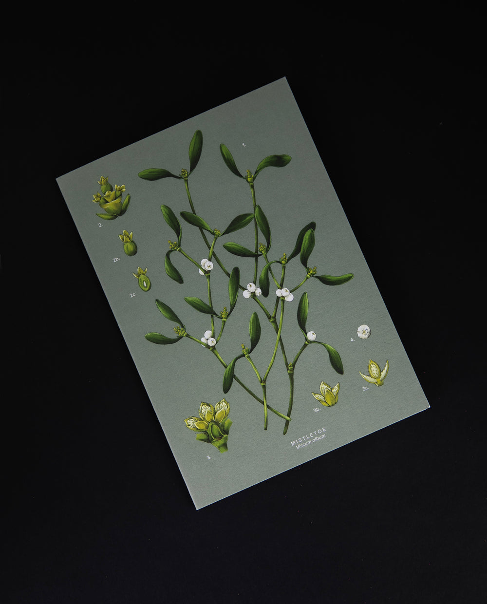 sage green greeting card featuring a botanical illustration of mistletoe on the front, seen from above on a black background