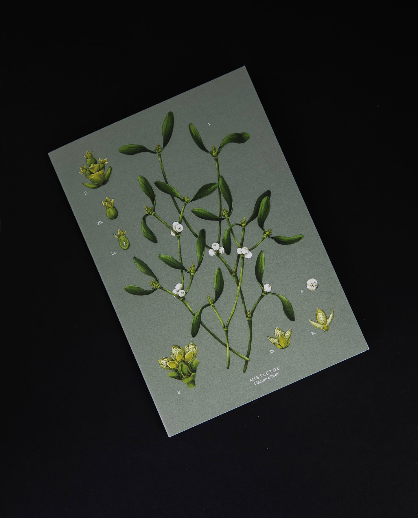  Carte de souhaits "Mistletoe" | CATHERINE LEWIS DESIGN