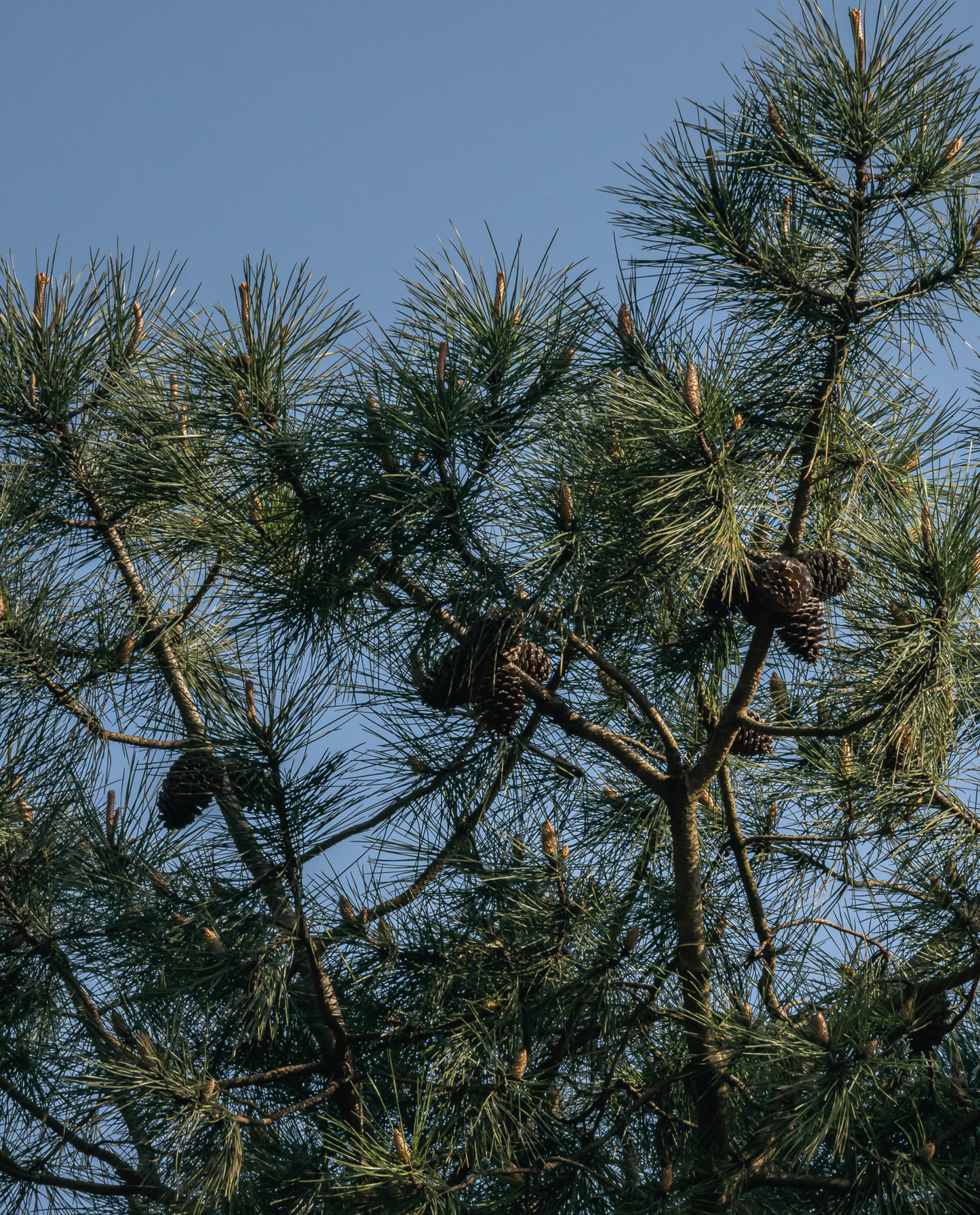 close up of maritime pine against a blue sky