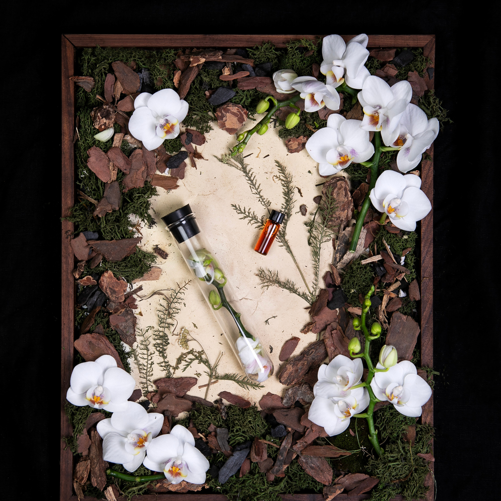 
                      
                        "Orchid" diorama; an overhead still life of fresh orchids, moss, and other specimens related to the floral fragrance family.
                      
                    