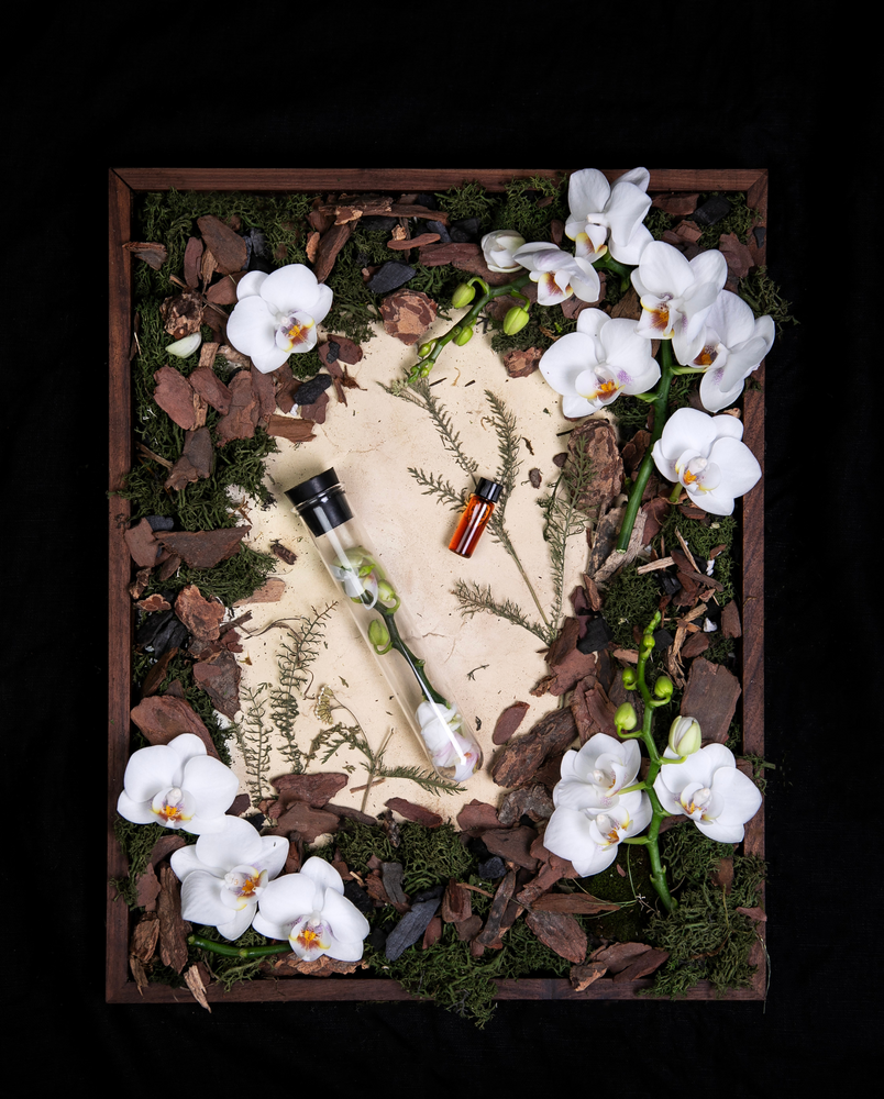 "Orchid" diorama; an overhead still life of fresh orchids, moss, and other specimens related to the floral fragrance family.