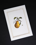 Pear Greeting Card | CATHERINE LEWIS DESIGN