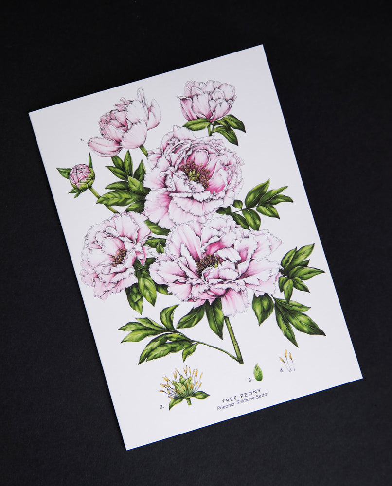 Cream-coloured card with illustration of pink tree peonies, sitting on black background