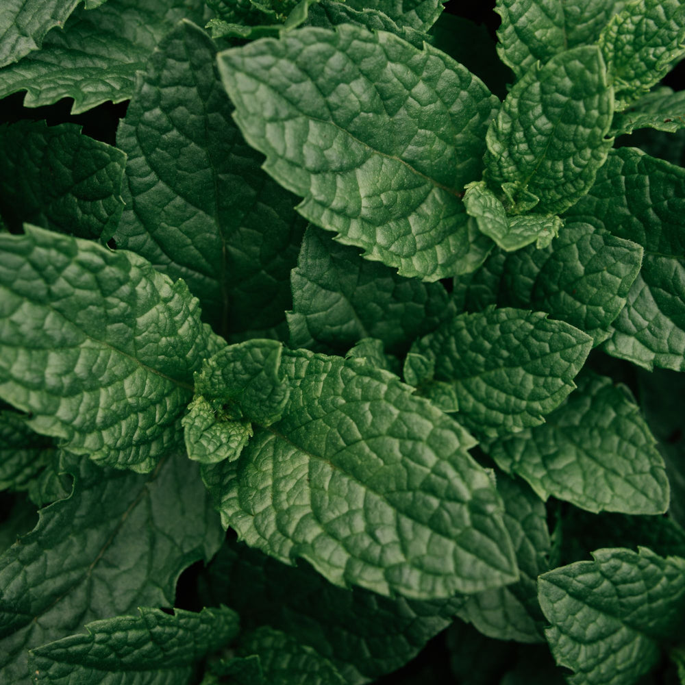 PEPPERMINT | Essential Oil