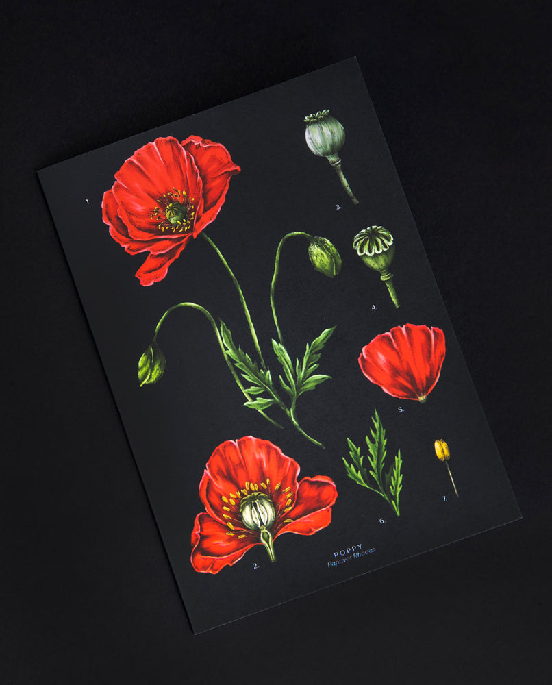 Poppy Greeting Card | CATHERINE LEWIS DESIGN