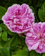 close up photo of two damascus rose blossoms