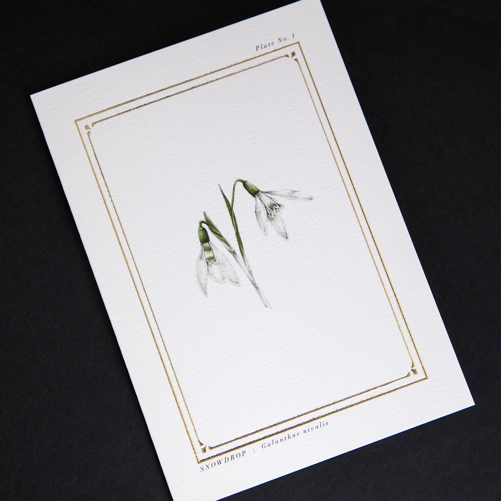 Cream-coloured greeting card with gold-foil border and illustration of snowdrops, sitting on black background