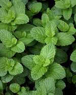 overhead closeup of spearmint in a garden