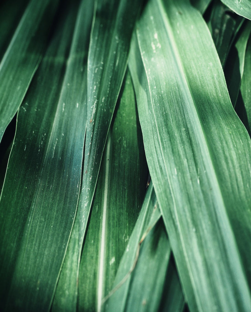 VETIVER, HAITIAN | Hydrodiffused Essential Oil