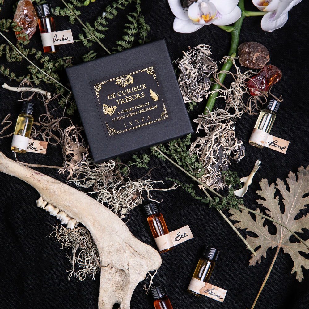 closed black box containing LVNEA's "Curieux Tresors" mini fragrance vial set, sitting against a black background, surrounded by curiosities from the natural world.