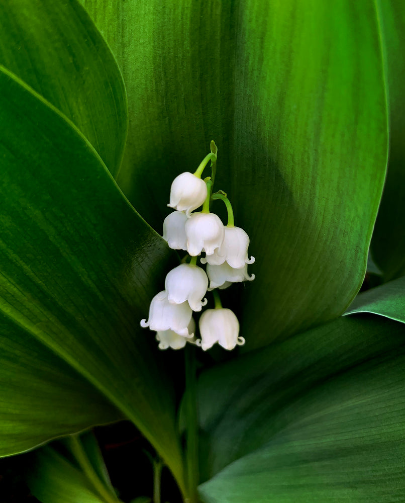 Close up of delicate bell-shaped lily of the valley blooms and their greenery